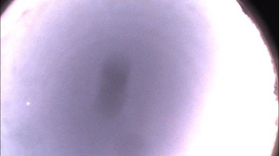 immagine della webcam nei dintorni di Cossano Belbo: webcam Felizzano