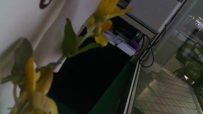 immagine della webcam nei dintorni di Duna Verde: webcam Lignano Pineta