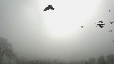 Preview delle webcam di Apollosa